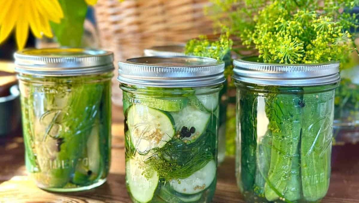 Easy Refrigerator Pickles No Canning! Crunchy in 24 Hours